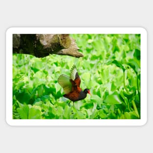 Bird on water plants / Swiss Artwork Photography Sticker
